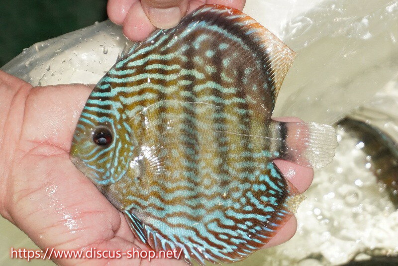 【ワイルドディスカス】【通販】【伝説の産地　7年ぶり？の入荷】ラーゴクルムクリロイヤルエメラルド【個体販売】14-16cm（生体）クルムクリ産