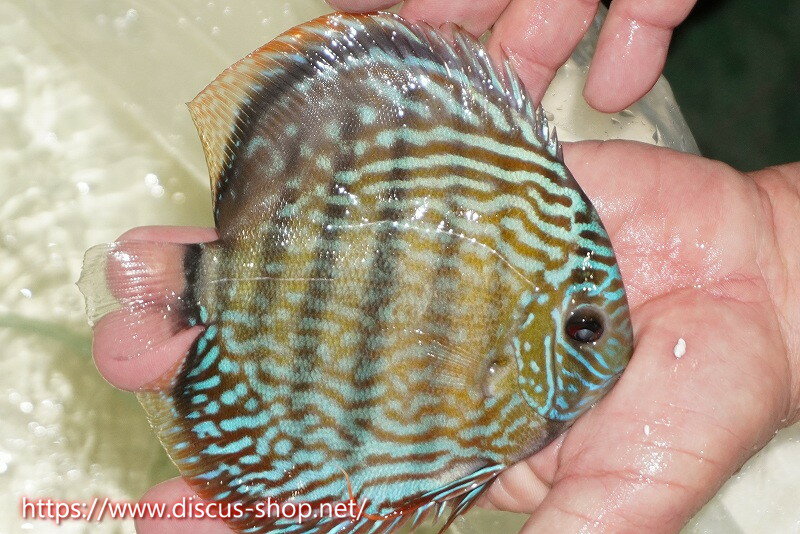 �ڥ磻��ɥǥ��������ۡ����Ρۡ�����λ��ϡ�7ǯ�֤ꡩ�����١ۥ顼������९�������륨����ɡڸ��������14-16cm�����Ρ˥���९�껺