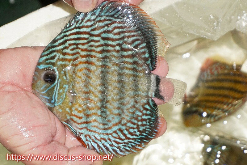 【ワイルドディスカス】【通販】【伝説の産地　7年ぶり？の入荷】ラーゴクルムクリロイヤルエメラルド（オレンジ目）【個体販売】14-16cm（生体）クルムクリ産