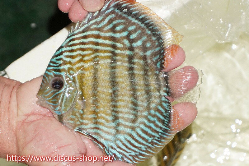 【ワイルドディスカス】【通販】【伝説の産地　7年ぶり？の入荷】ラーゴクルムクリロイヤルエメラルド【個体販売】14-16cm（生体）クルムクリ産