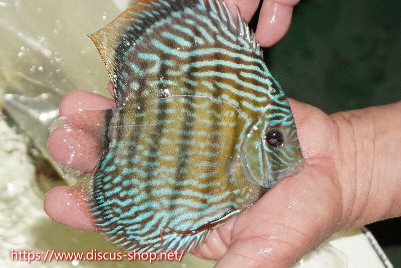 �ڥ磻��ɥǥ��������ۡ����Ρۡ�����λ��ϡ�7ǯ�֤ꡩ�����١ۥ顼������९�������륨����ɡڸ��������14-16cm�����Ρ˥���९�껺