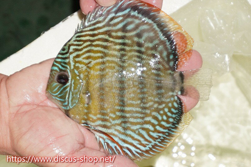 【ワイルドディスカス】【通販】【伝説の産地　7年ぶり？の入荷】ラーゴクルムクリロイヤルエメラルド【個体販売】14-16cm（生体）クルムクリ産