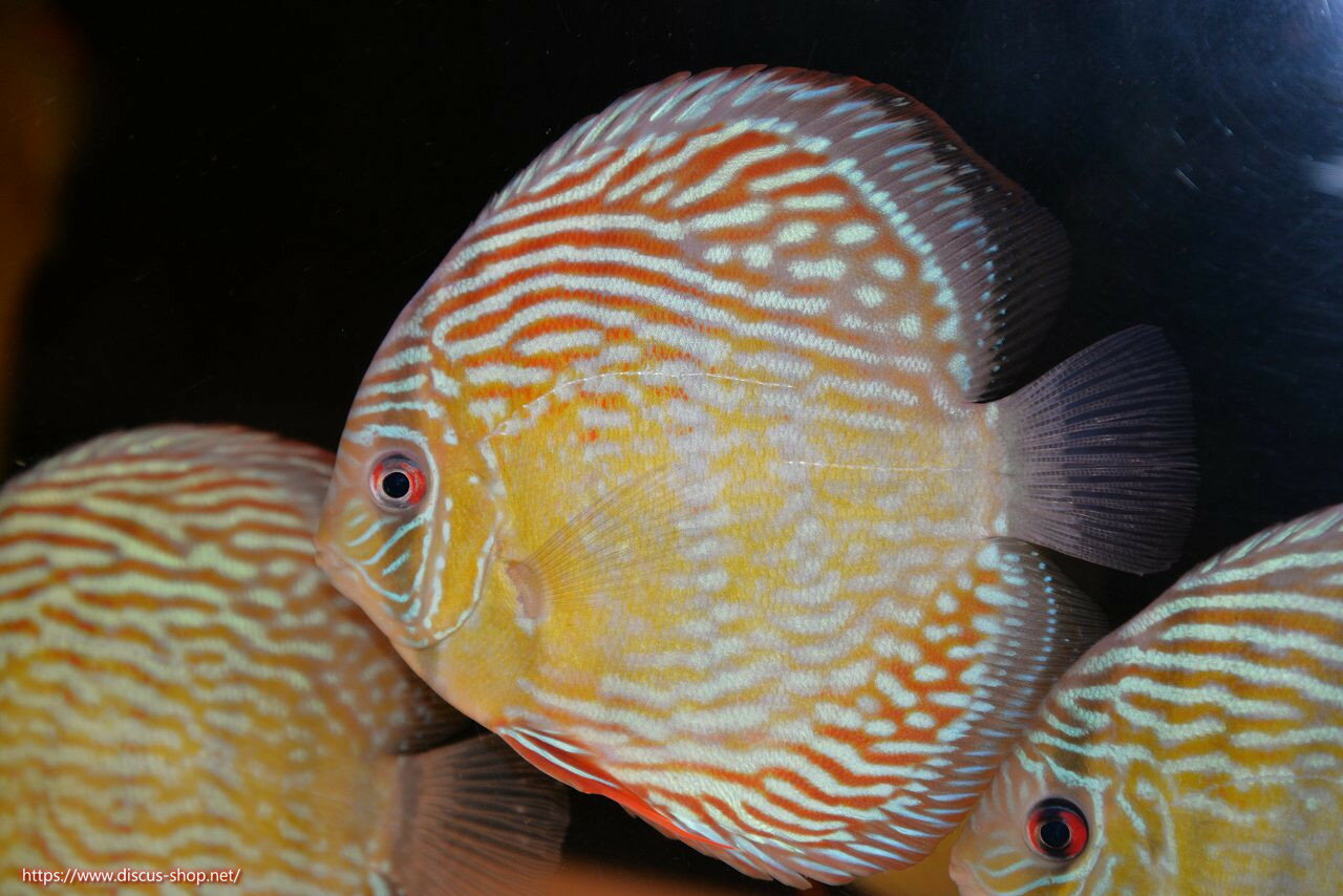 �ڥ磻��ɥǥ��������ۡ����Ρۡ�����λ��ϡ�7ǯ�֤ꡩ�����١ۥ顼������९�������륨����ɡڸ��������14-16cm�����Ρ˥���९�껺