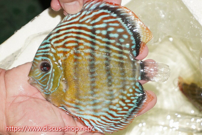 �ڥ磻��ɥǥ��������ۡ����Ρۡ�����λ��ϡ�7ǯ�֤ꡩ�����١ۥ顼������९�������륨����ɡڸ��������14-16cm�����Ρ˥���९�껺