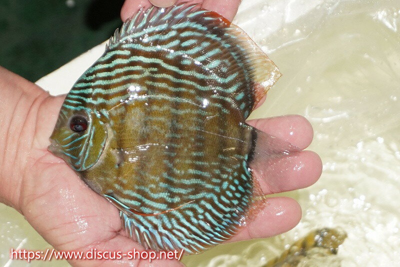 �ڥ磻��ɥǥ��������ۡ����Ρۡ�����λ��ϡ�7ǯ�֤ꡩ�����١ۥ顼������९�������륨����ɡڸ��������14-16cm�����Ρ˥���९�껺