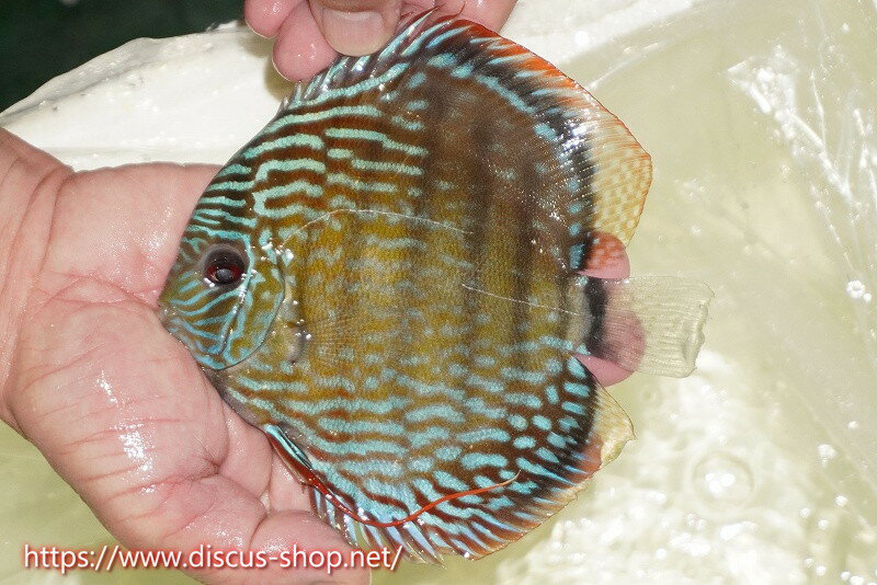 �ڥ磻��ɥǥ��������ۡ����Ρۡ�����λ��ϡ�7ǯ�֤ꡩ�����١ۥ顼������९�������륨����ɡڸ��������14-16cm�����Ρ˥���९�껺