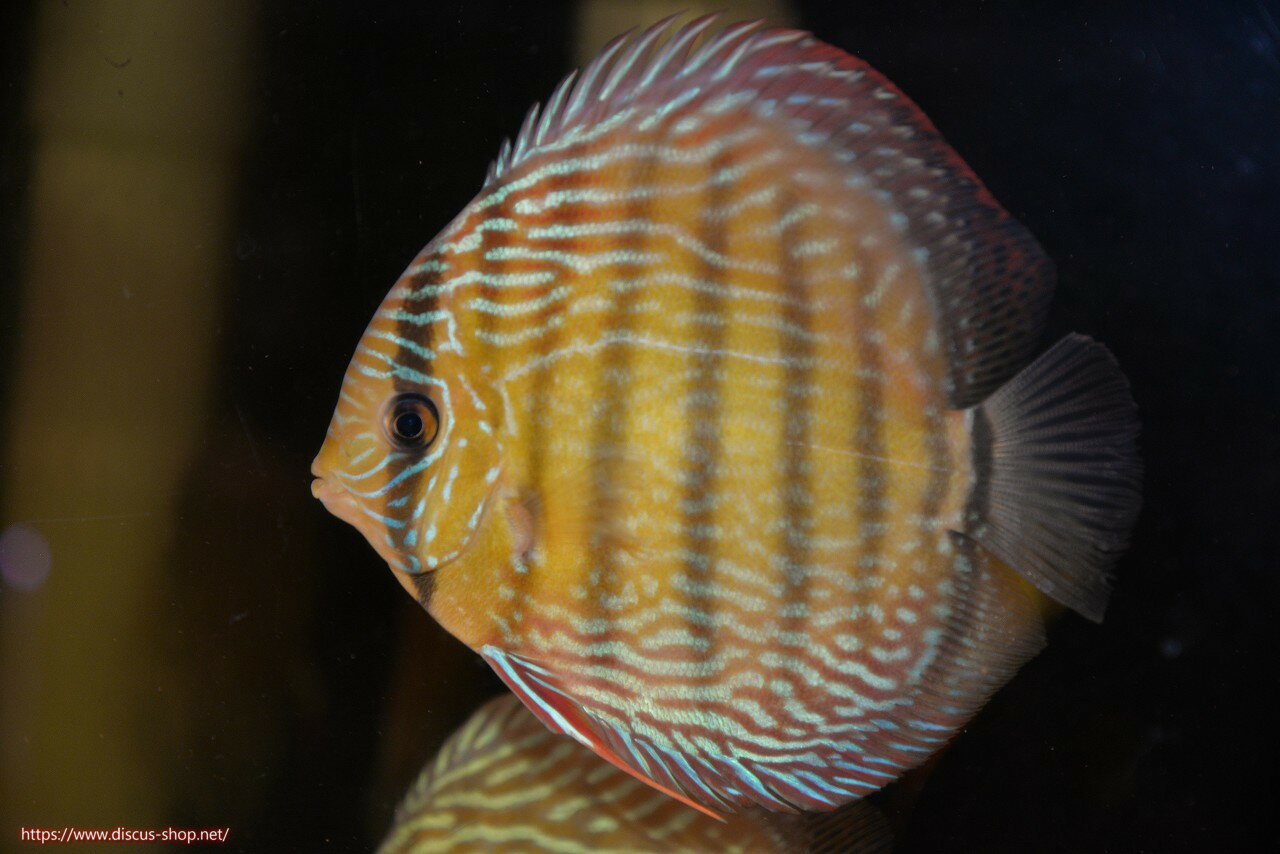 �ڥ磻��ɥǥ��������ۡ����Ρۡ�����λ��ϡ�7ǯ�֤ꡩ�����١ۥ顼������९�������륨����ɡڸ��������14-16cm�����Ρ˥���९�껺