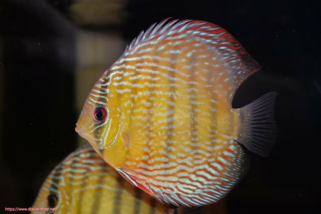 �ڥ磻��ɥǥ��������ۡ����Ρۡ�����λ��ϡ�7ǯ�֤ꡩ�����١ۥ顼������९�������륨����ɡڸ��������14-16cm�����Ρ˥���९�껺