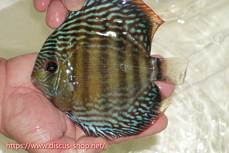 �ڥ磻��ɥǥ��������ۡ����Ρۡ�����λ��ϡ�7ǯ�֤ꡩ�����١ۥ顼������९��֥饤�ȥ֥롼�ڸ��������14-16cm�����Ρ˥���९�껺