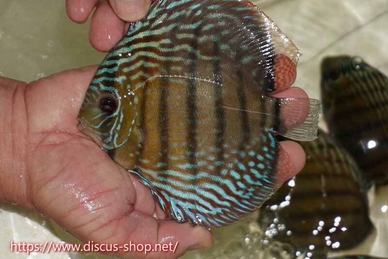 �ڥ磻��ɥǥ��������ۡ����Ρۡ�����λ��ϡ�7ǯ�֤ꡩ�����١ۥ顼������९��֥饤�ȥ֥롼�ڸ��������14-16cm�����Ρ˥���९�껺