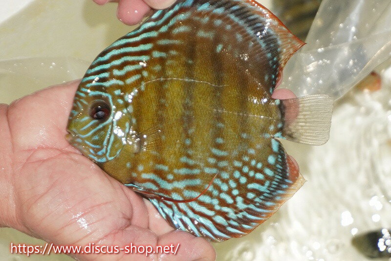 �ڥ磻��ɥǥ��������ۡ����Ρۡ�����λ��ϡ�7ǯ�֤ꡩ�����١ۥ顼������९��֥饤�ȥ֥롼�ڸ��������14-16cm�����Ρ˥���९�껺