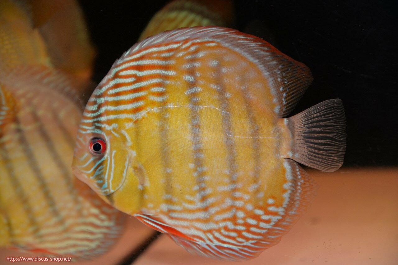 �ڥ磻��ɥǥ��������ۡ����Ρۡ�����λ��ϡ�7ǯ�֤ꡩ�����١ۥ顼������९��֥饤�ȥ֥롼�ڸ��������14-16cm�����Ρ˥���९�껺