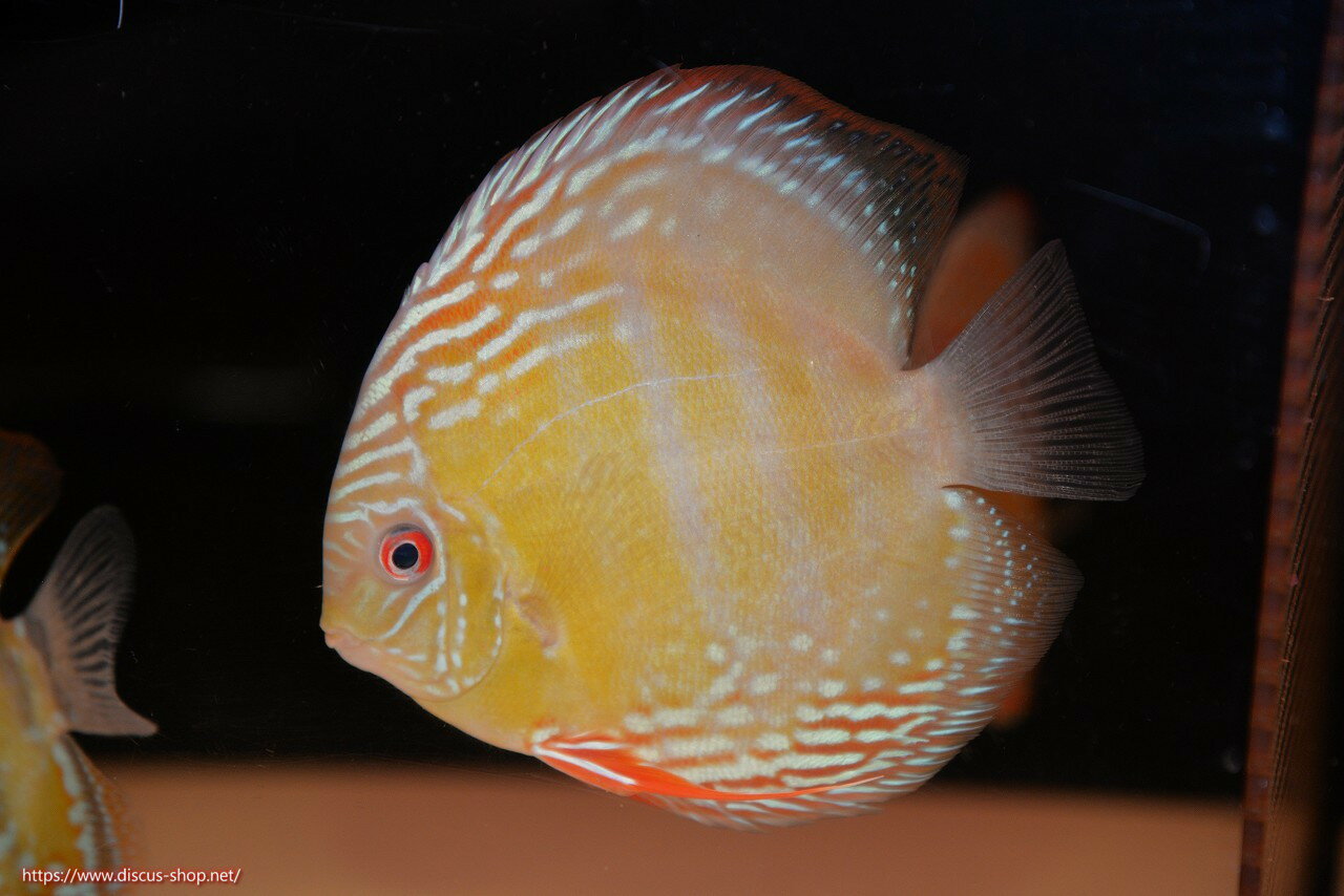 �ڥ磻��ɥǥ��������ۡ����Ρۡ�����λ��ϡ�7ǯ�֤ꡩ�����١ۥ顼������९��֥饤�ȥ֥롼�ڸ��������14-16cm�����Ρ˥���९�껺