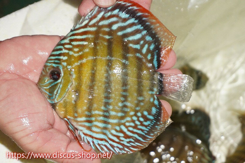 �ڥ磻��ɥǥ��������ۡ����Ρۡ�����λ��ϡ�7ǯ�֤ꡩ�����١ۥ顼������९��֥饤�ȥ֥롼�ڸ��������14-16cm�����Ρ˥���९�껺