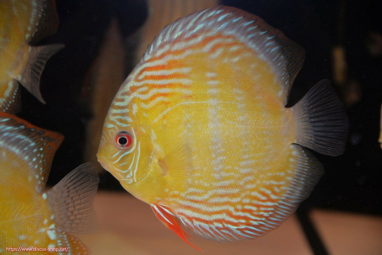 �ڥ磻��ɥǥ��������ۡ����Ρۡ�����λ��ϡ�7ǯ�֤ꡩ�����١ۥ顼������९��֥饤�ȥ֥롼�ڸ��������14-16cm�����Ρ˥���९�껺