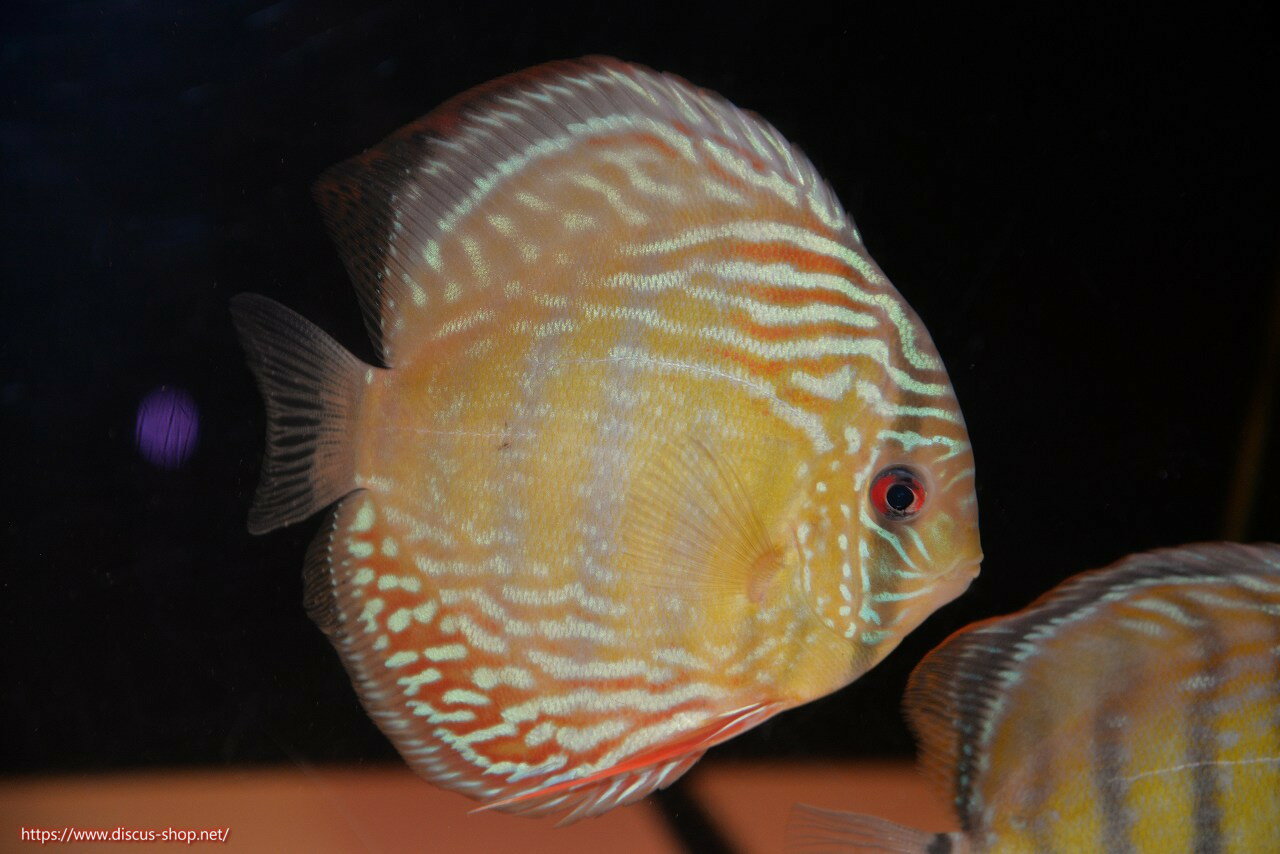 �ڥ磻��ɥǥ��������ۡ����Ρۡ�����λ��ϡ�7ǯ�֤ꡩ�����١ۥ顼������९��֥饤�ȥ֥롼�ڸ��������14-16cm�����Ρ˥���९�껺