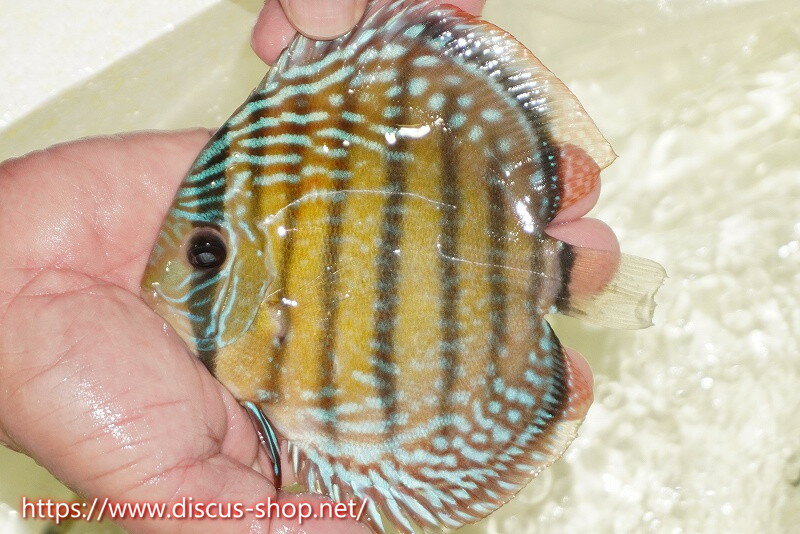 �ڥ磻��ɥǥ��������ۡ����Ρۡ�����λ��ϡ�7ǯ�֤ꡩ�����١ۥ顼������९��֥饤�ȥ֥롼�ڸ��������14-16cm�����Ρ˥���९�껺