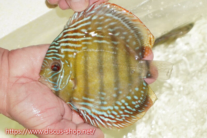 �ڥ磻��ɥǥ��������ۡ����Ρۡ�����λ��ϡ�7ǯ�֤ꡩ�����١ۥ顼������९��֥饤�ȥ֥롼�ڸ��������14-16cm�����Ρ˥���९�껺