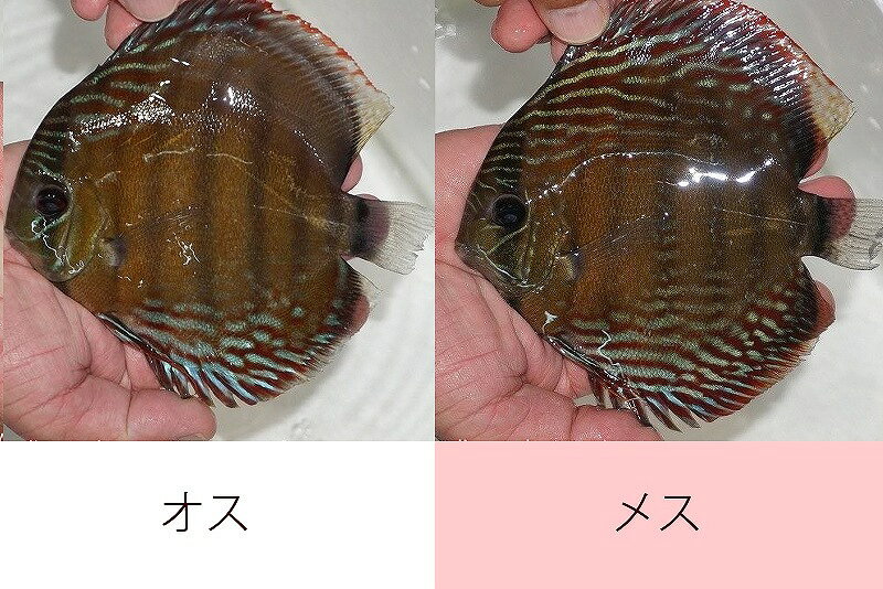 この水系ならではのラウンドボディに加え鮮やかなブルーを持つ非常に不思議な発色を見せる個体。上品なラインロイヤルや赤の強いソリッド個体とバリエーション豊富なエリアと言えます。独特な表現を持つ唯一無二のパターンを持つ伝説の産地。