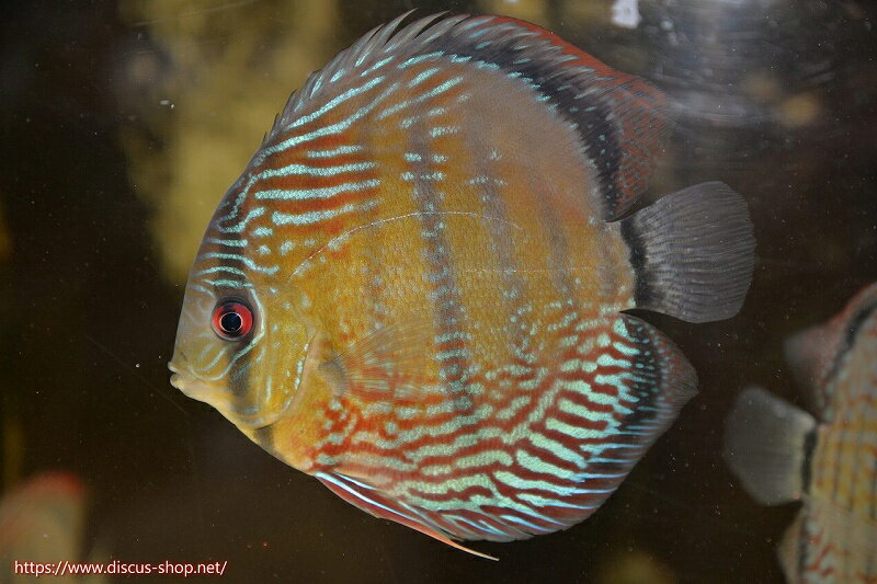盤麗魚 - 【ワイルドディスカス】【通販】【紅赤必至の産地】ラーゴイナヌ　タイプレッドエディ【個体販売】15-17cm（生体）ラーゴイナヌ産