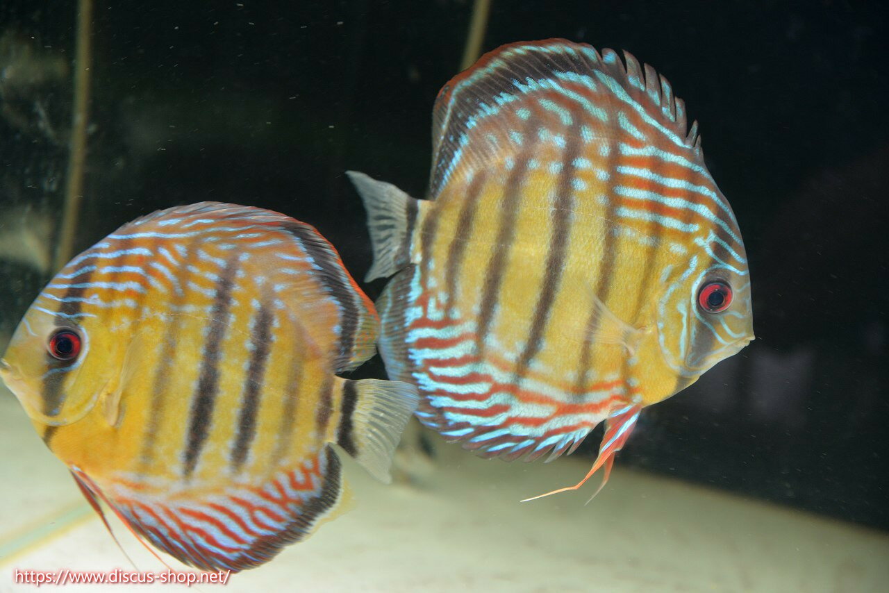 【ワイルドディスカス】【通販】【紅赤必至の産地】ラーゴイナヌ タイプレッドエディ♂ レッドデヴィル♀【個体ペア販売】15-16cm（生体）ラーゴイナヌ産