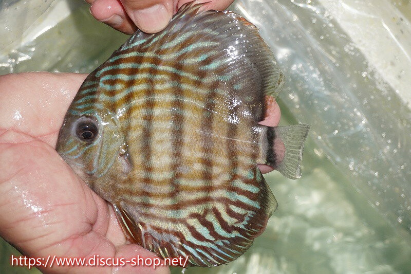 Tropical Fishes - 【ワイルドディスカス】【通販】ラーゴイナヌタイプロイヤルレッドエディ【個体販売】13cm（生体）ラーゴイナヌ産