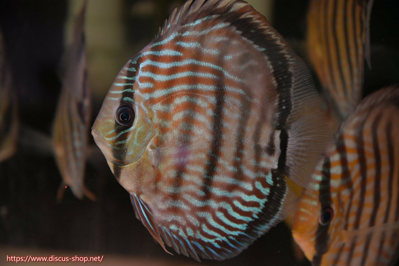 Tropical Fishes - 【ワイルドディスカス】【通販】ラーゴイナヌタイプロイヤルレッドエディ【個体販売】15cm（生体）ラーゴイナヌ産