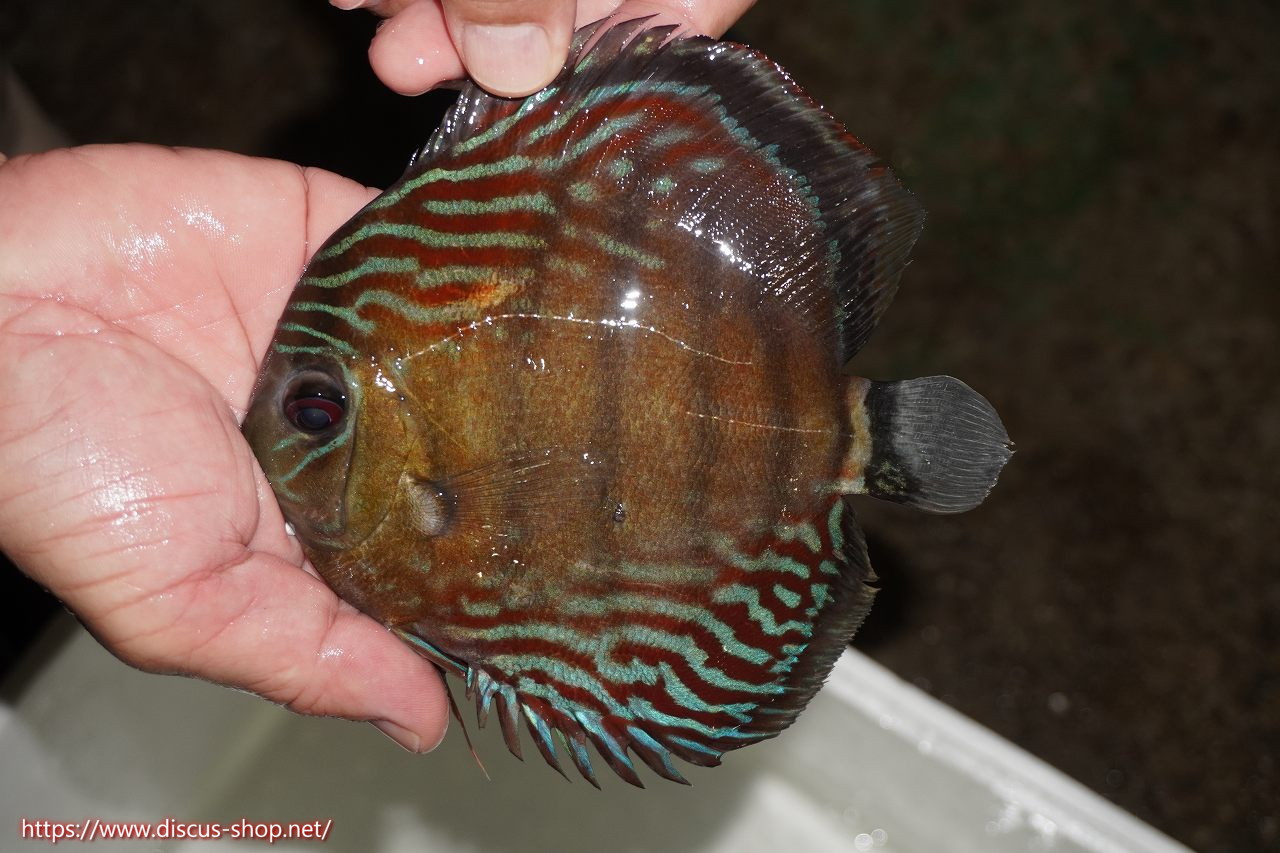 Discus - 【ワイルドディスカス】【通販】ラーゴイナヌミドルロイヤル【個体販売】14-15cm（生体）ラーゴイナヌ産