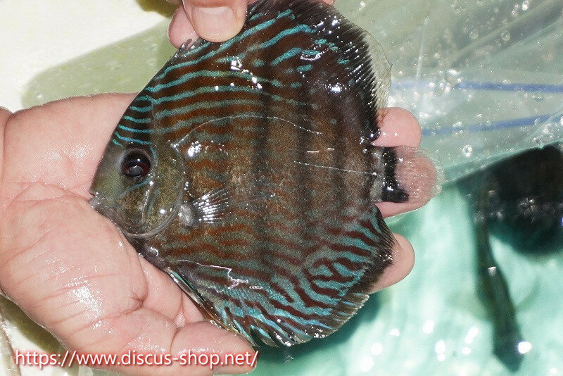 �ڥ磻��ɥǥ��������ۡ����Ρۡڹ���ɬ��λ��ϡۥ顼�����ʥ� �����ץ�åɥ��ǥ��ڸ��������15cm�����Ρ˥顼�����ʥ̻�