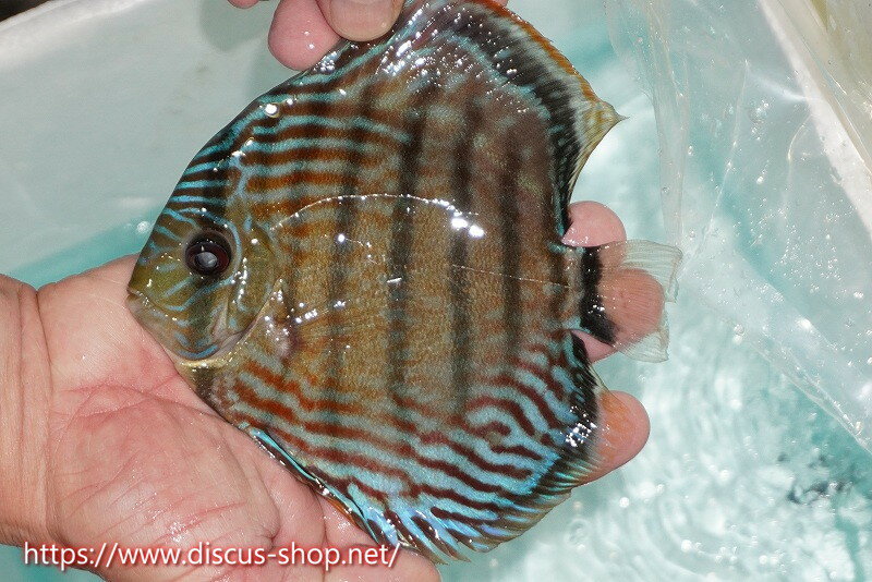 �ڥ磻��ɥǥ��������ۡ����Ρۡڹ���ɬ��λ��ϡۥ顼�����ʥ� �����ץ�åɥ��ǥ��ڸ��������15cm�����Ρ˥顼�����ʥ̻�