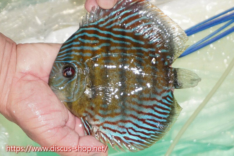 �ڥ磻��ɥǥ��������ۡ����Ρۡڹ���ɬ��λ��ϡۥ顼�����ʥ� �����ץ�åɥ��ǥ��ڸ��������15cm�����Ρ˥顼�����ʥ̻�