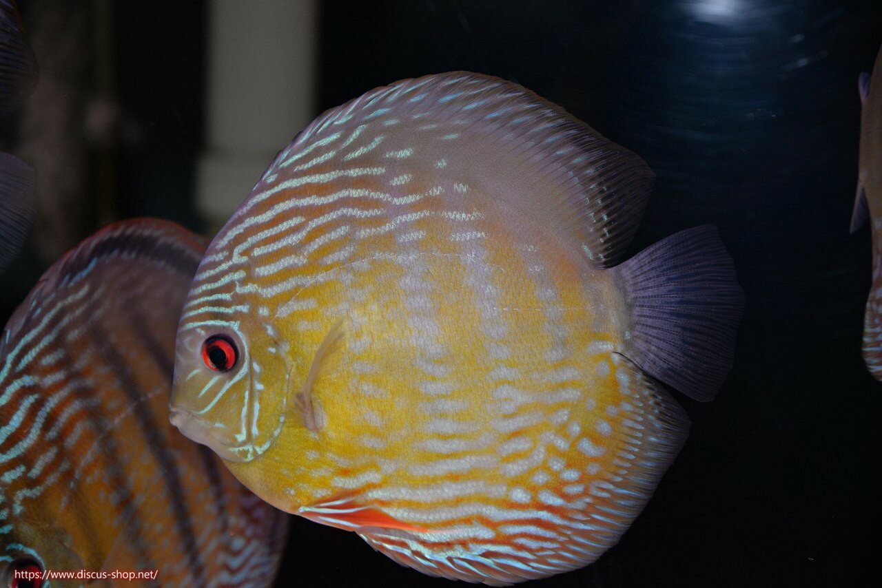 �ڥ磻��ɥǥ��������ۡ����Ρۡ�3ǯ�֤�����١ۥ�����ѡ���������ڸ��������14-16cm�����Ρ˥������