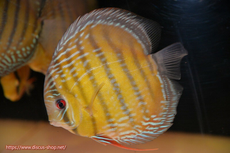 美しいラウンドフォルム、17センチを優に超える体躯でブルーディスカスの常識を覆した産地。下流域にはラインパターン、ソリッドが混生し、上流域には目を見張る様な青を発色するヘッケルが生息する。