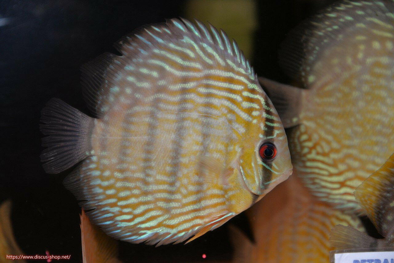 【ワイルドディスカス】【通販】ヤムンダロイヤル【個体販売】14-15cm（生体）ヤムンダ産