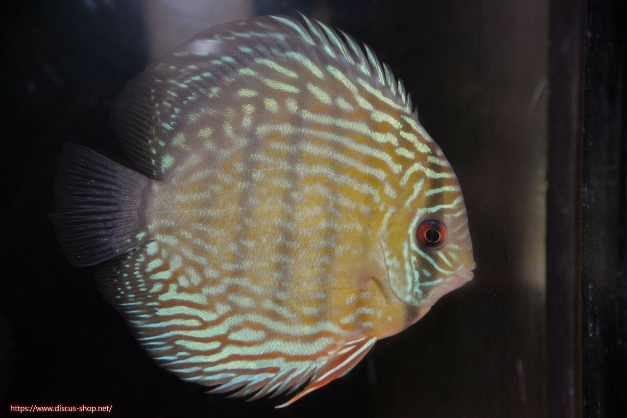 ヤムンダロイヤル14-15cmヤムンダ産