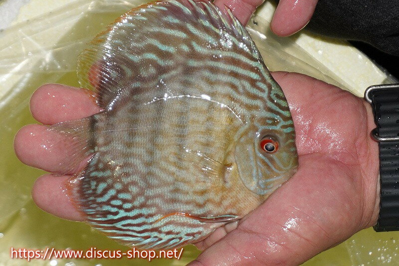 �ڥ磻��ɥǥ��������ۡ����Ρۥ���������ѡ��������ڸ��������14-15cm�����Ρ˥������