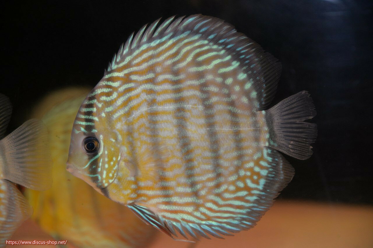 【ワイルドディスカス】【通販】ヤムンダスーパーロイヤル（金目）【個体販売】14-15cm（生体）ヤムンダ産