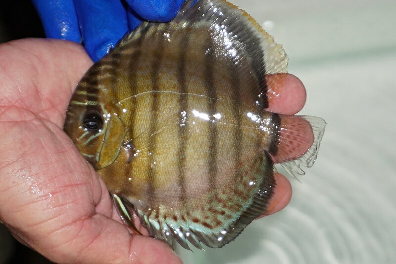 【ワイルドディスカス】【通販】【年に一度の入荷】アルトナナイディアマンテ　スポットグリーン【個体..