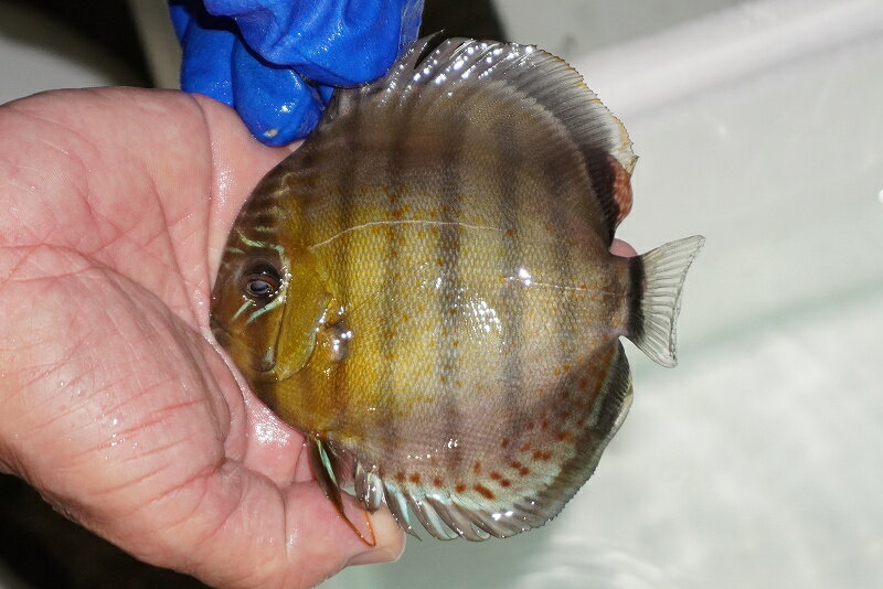 【ワイルドディスカス】【通販】【年に一度の入荷】アルトナナイディアマンテ　スポットグリーン【個体..