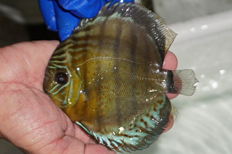 【ワイルドディスカス】【通販】【年に一度の入荷】アルトナナイディアマンテ　スポットグリーン【個体..