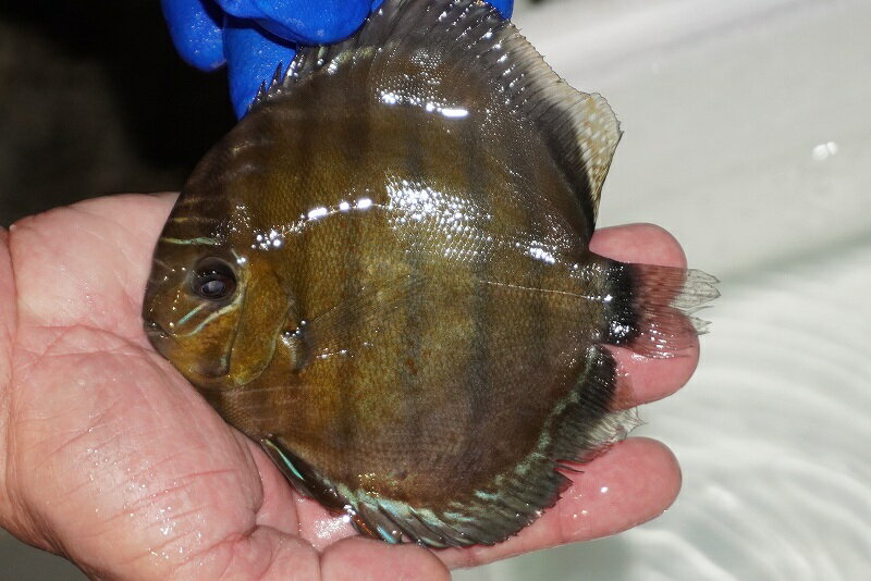 【ワイルドディスカス】【通販】【年に一度の入荷】アルトナナイディアマンテ　スポットグリーン【個体..