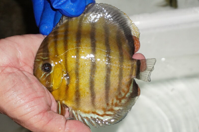 【ワイルドディスカス】【通販】【年に一度の入荷】アルトナナイディアマンテ　スポットグリーン【個体..