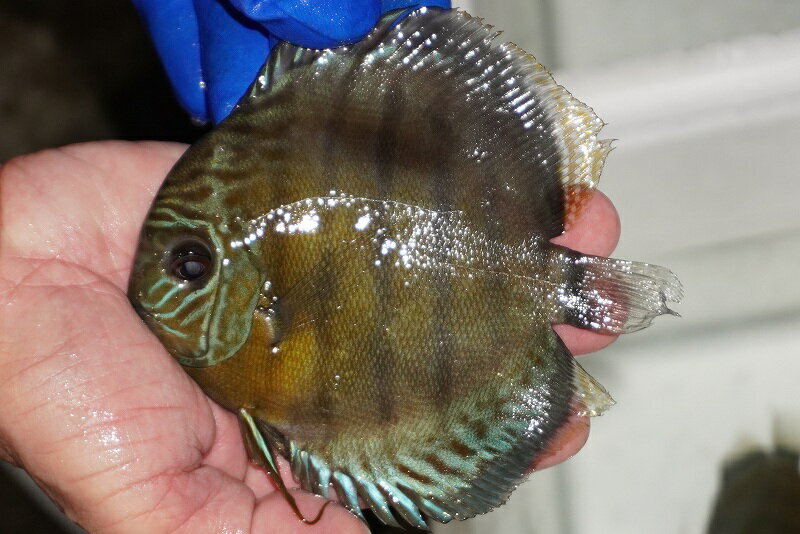 【ワイルドディスカス】【通販】【年に一度の入荷】アルトナナイディアマンテ　スポットグリーン【個体..