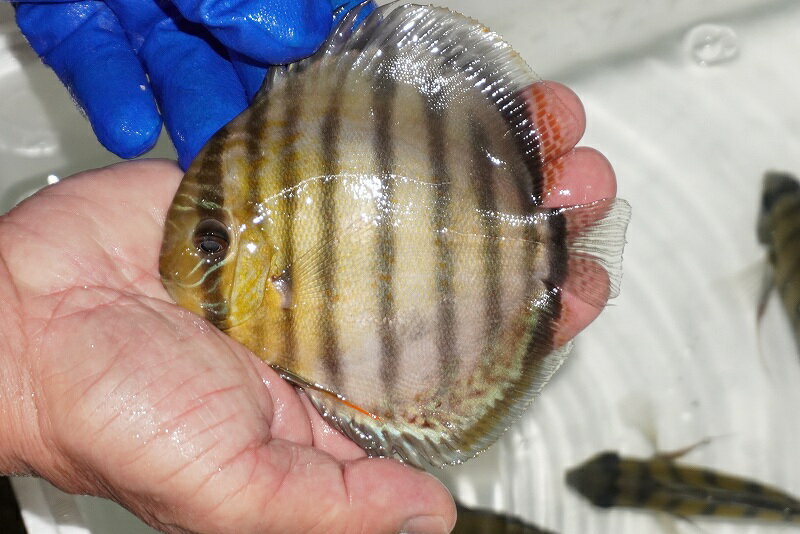 【ワイルドディスカス】【通販】【年に一度の入荷】アルトナナイディアマンテ　スポットグリーン【個体..