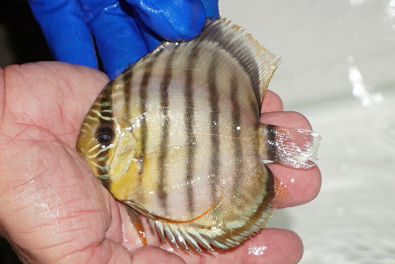 【ワイルドディスカス】【通販】【年に一度の入荷】アルトナナイディアマンテ　スポットグリーン【個体..