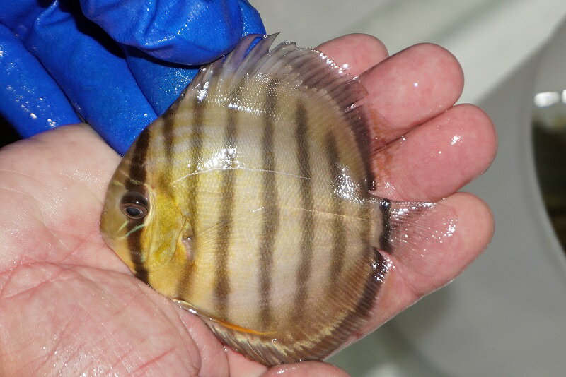 【ワイルドディスカス】【通販】【年に一度の入荷】アルトナナイディアマンテ　スポットグリーン【個体..