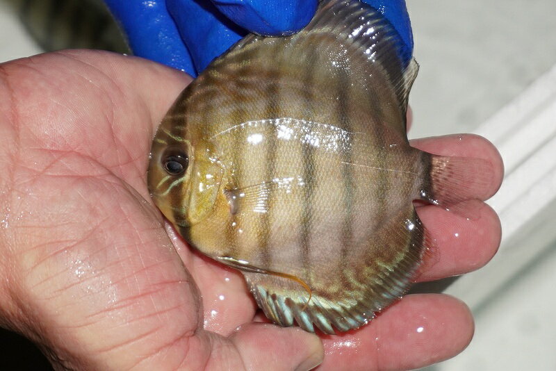 【ワイルドディスカス】【通販】【年に一度の入荷】アルトナナイディアマンテ　スポットグリーン【個体..