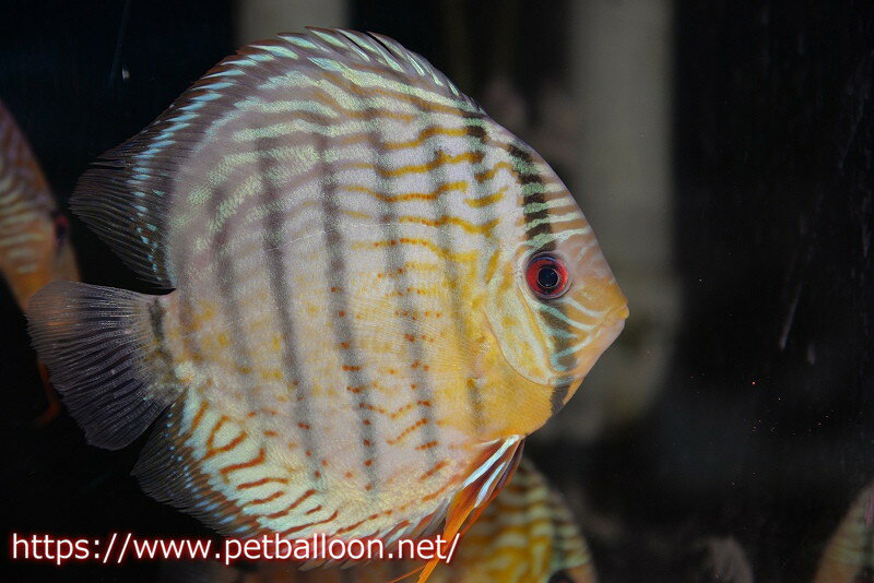 【ワイルドディスカス】【通販】アッパーテフェ スーパーロイヤルグリーン【個体販売】16cm（生体）アッパーテフェ産のサムネイル