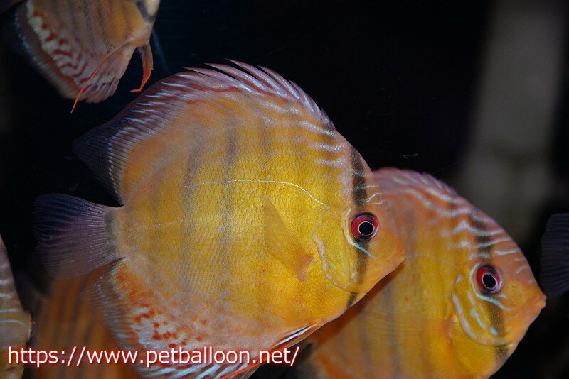 【ワイルドディスカス】【通販】アッパーテフェロイヤルグリーン ヤングスター【個体販売】9-11cm（生体）アッパーテフェ産のサムネイル