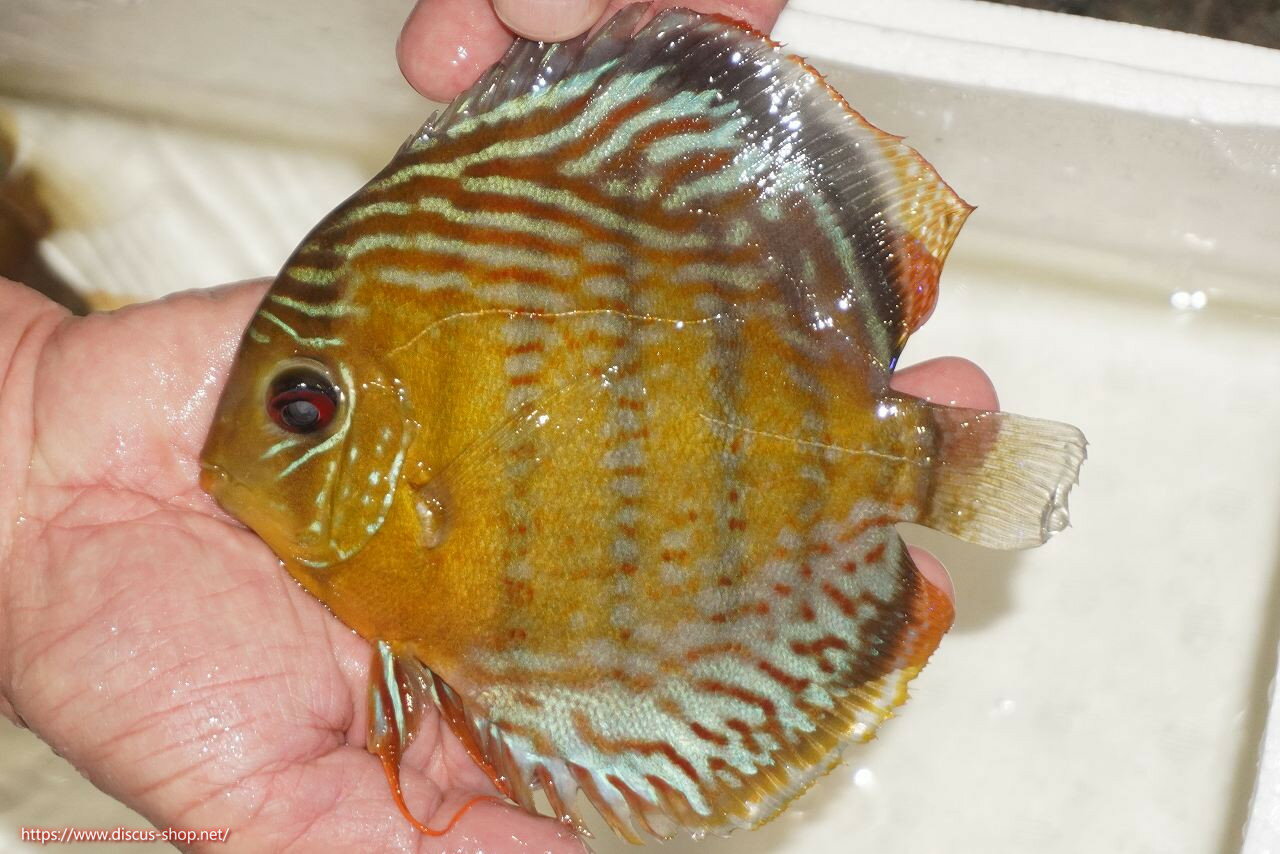 【ワイルドディスカス】【通販】【今シーズン超希少種】アッパーテフェロイヤルグリーン【個体販売】14..